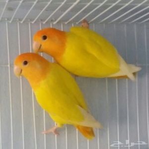 Meet your Posher, Shrief